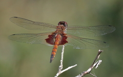 Tramea eurybia