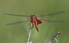 Tramea eurybia