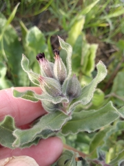 Nonea vesicaria