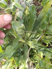 Nonea vesicaria