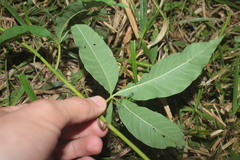 Distimake macrocalyx