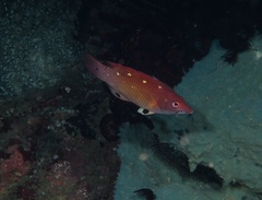 Bodianus dictynna