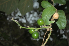 Cayaponia granatensis