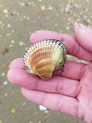 Anadara kagoshimensis