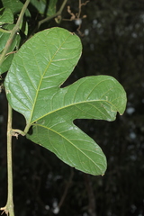 Cayaponia granatensis