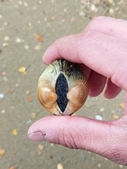 Anadara kagoshimensis