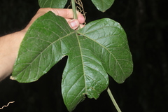 Cayaponia granatensis