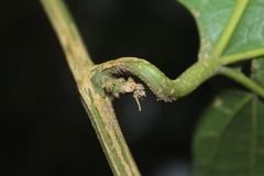 Cayaponia granatensis