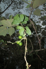 Cayaponia granatensis