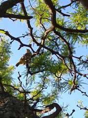 Gubernatrix cristata