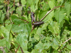Romalea microptera image