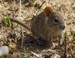Rhabdomys pumilio