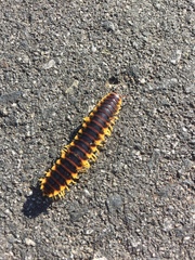 Apheloriini