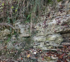 Adiantum capillus-veneris