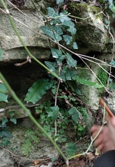 Adiantum capillus-veneris