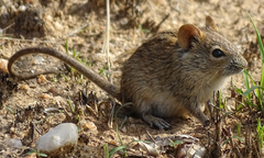 Rhabdomys pumilio