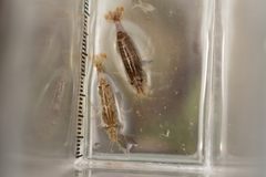 Neocaridina