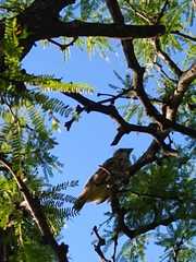 Gubernatrix cristata