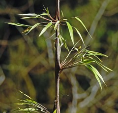 Chusquea lorentziana