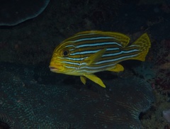 Plectorhinchus polytaenia