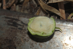 Cayaponia granatensis