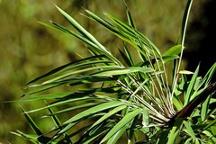 Chusquea lorentziana