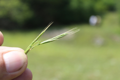 Bromus benekenii
