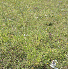Bromus benekenii