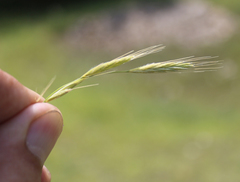 Bromus benekenii