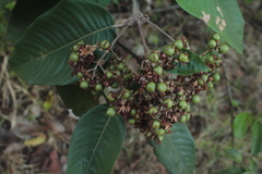 Vismia baccifera