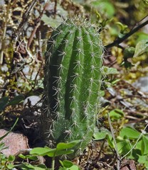Trichocereus