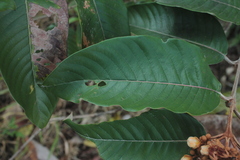 Vismia baccifera