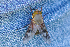 Scaptia maculiventris