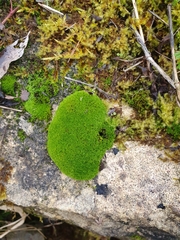 Pseudocrossidium revolutum