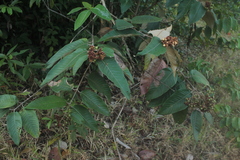 Vismia baccifera