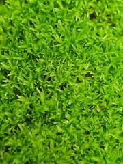 Pseudocrossidium revolutum