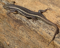 Trachylepis damarana