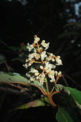 Vismia macrophylla