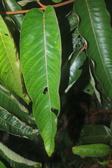 Vismia macrophylla