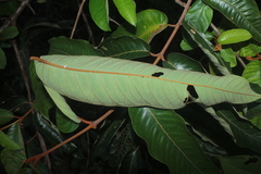 Vismia macrophylla