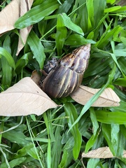 Lissachatina fulica