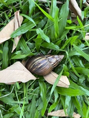 Lissachatina fulica