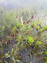 Eryngium ebracteatum