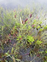 Eryngium ebracteatum