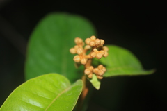 Vismia macrophylla