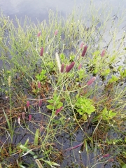 Eryngium ebracteatum