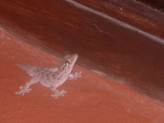 Tarentola angustimentalis