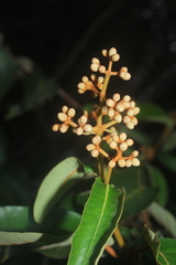 Vismia macrophylla