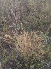 Erysimum marschallianum