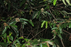 Vismia macrophylla